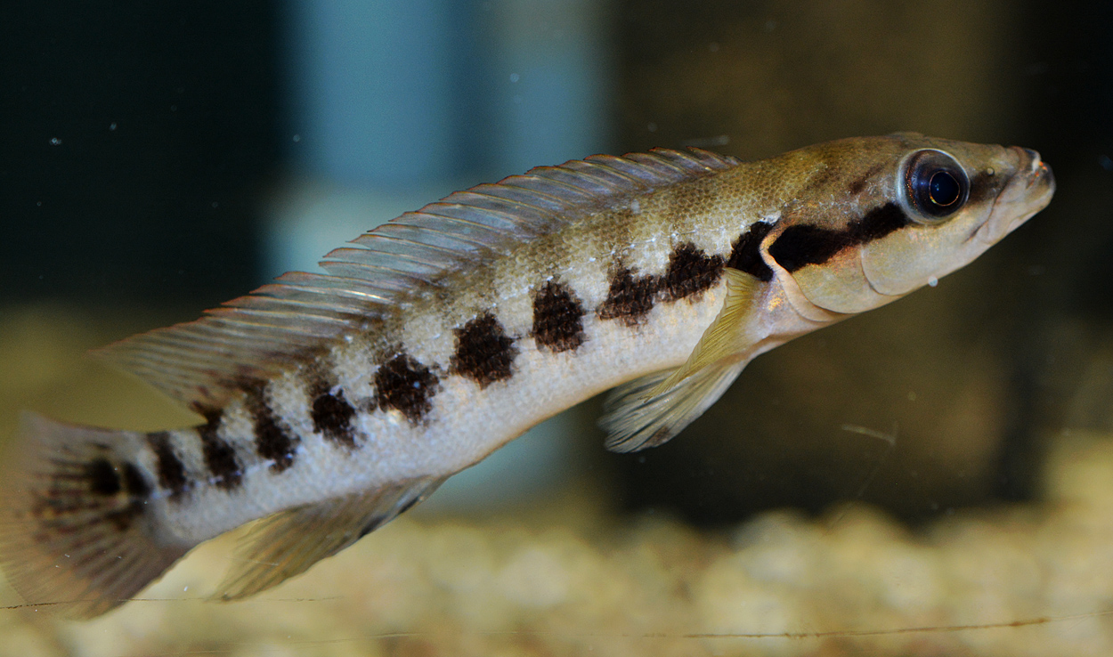 Crenicichla cyclostoma