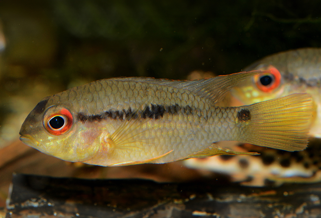 Krobia sp. 'red eyes'