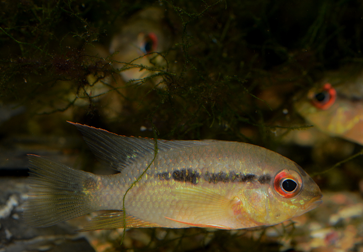 Krobia sp. 'red eyes'