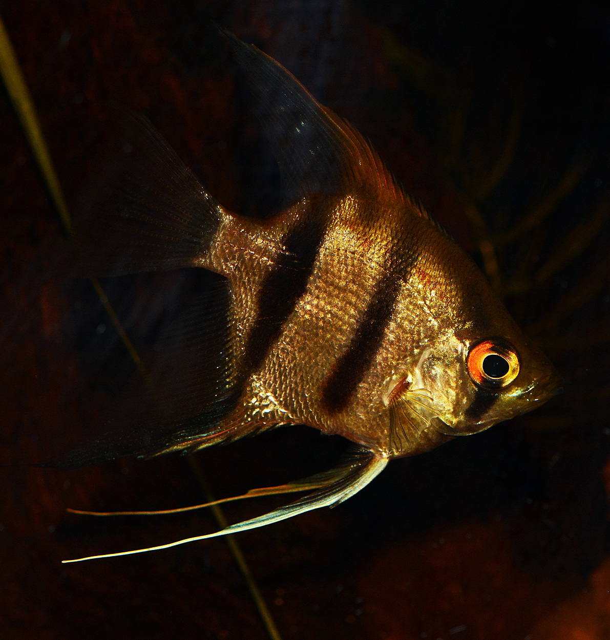 Pterophyllum scalare