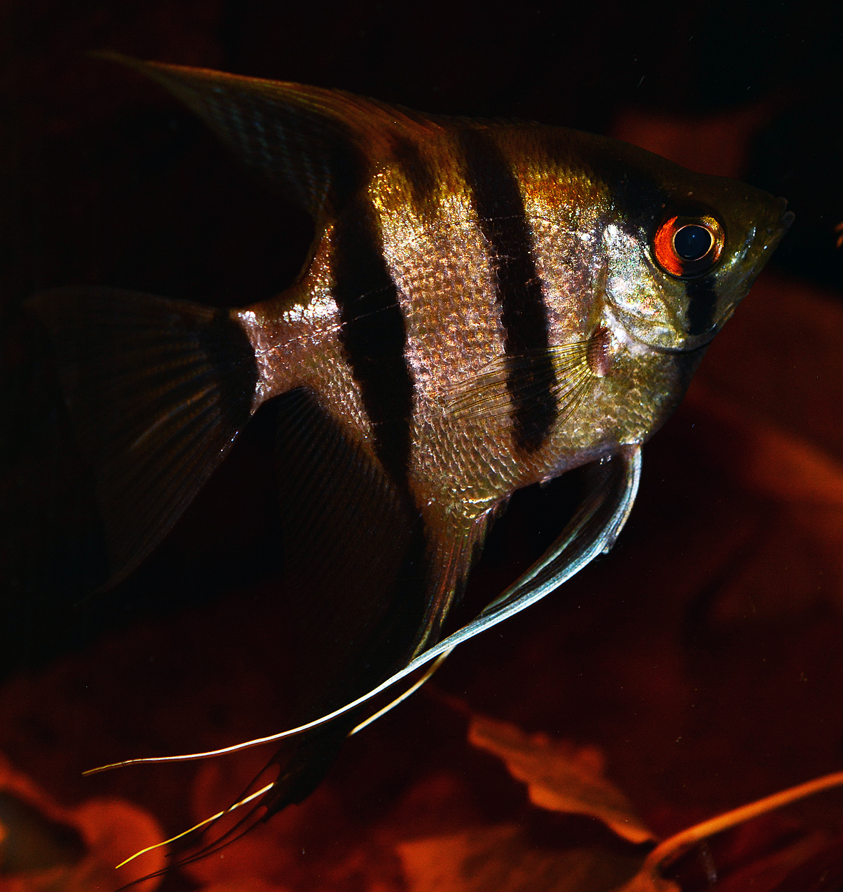 Pterophyllum scalare