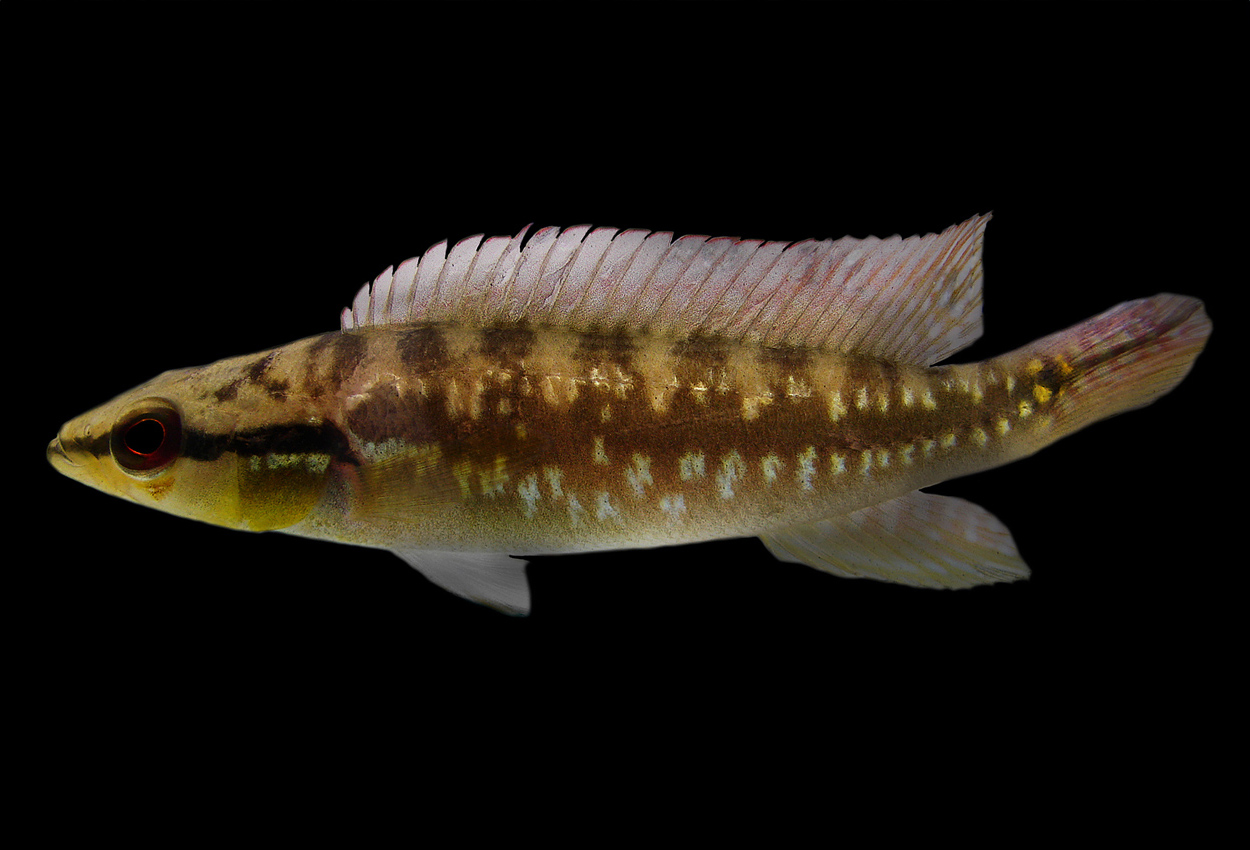 Trinidad gjeddeciklide