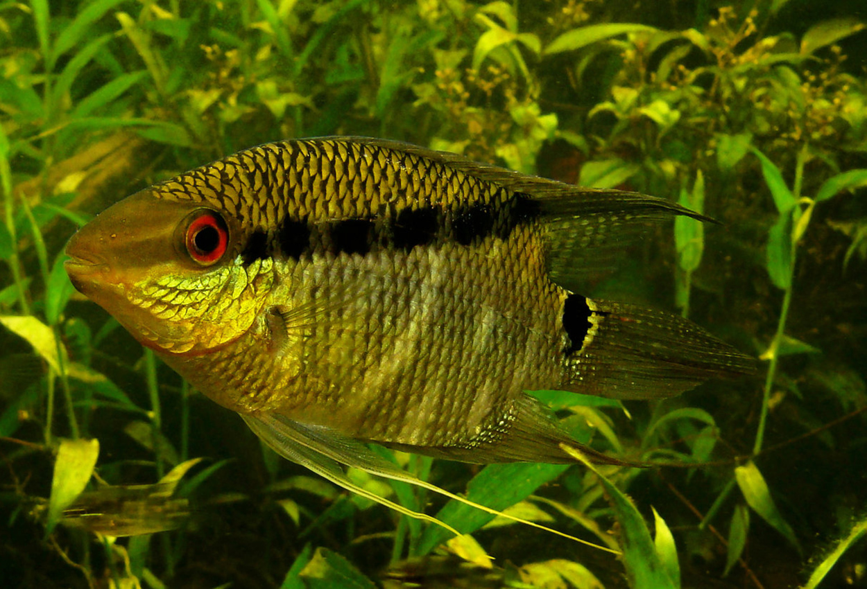 Colombiansk/egregius flagg ciklide