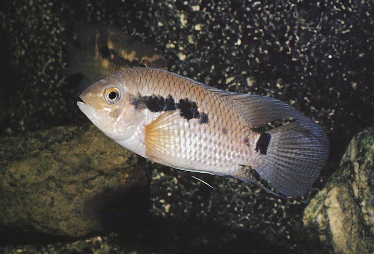 Cichlasoma bimaculatum