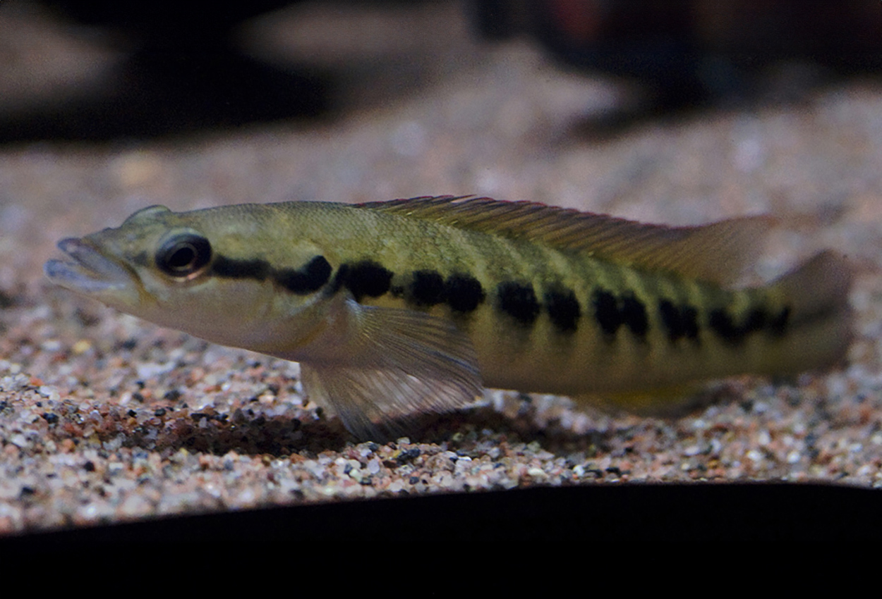 Cyclostoma ciklide
