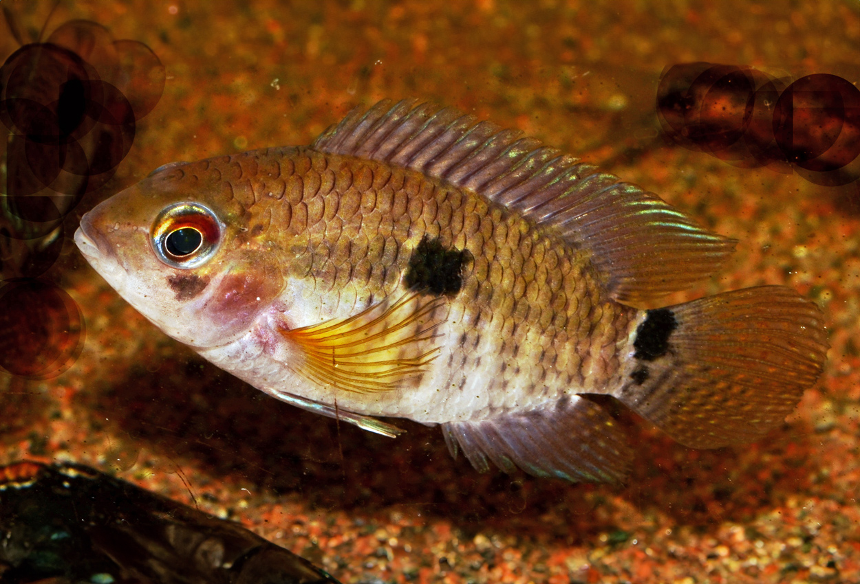 Cichlasoma portalegrense