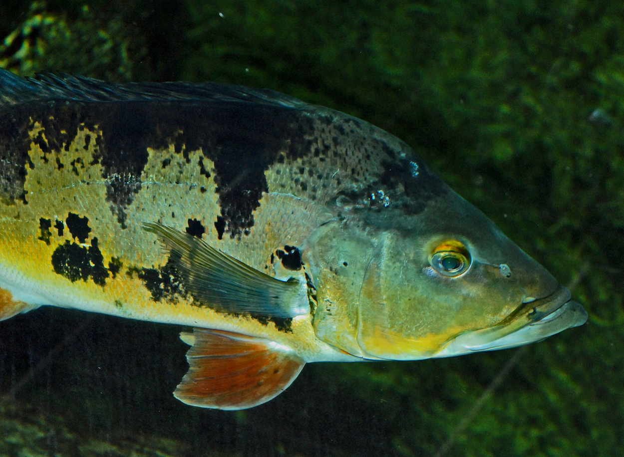 Cichla monoculus