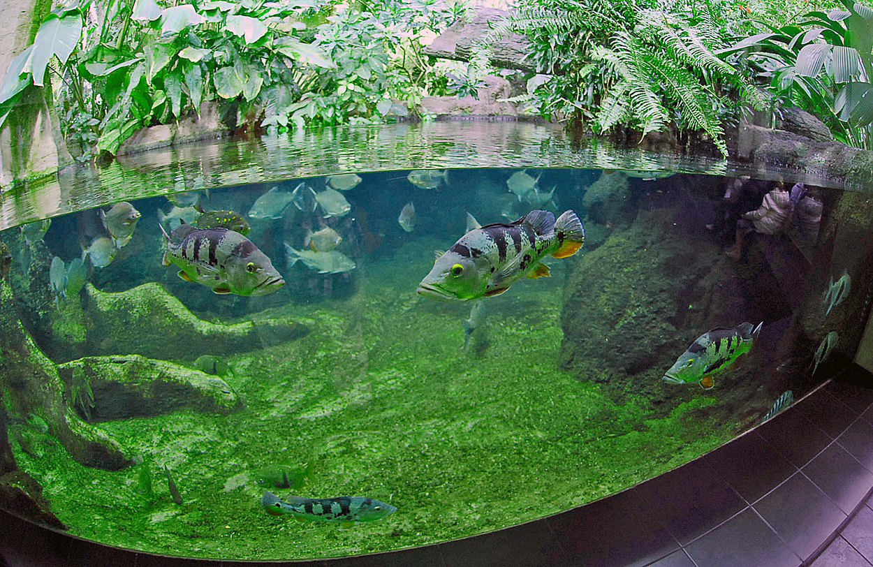 Cichla monoculus