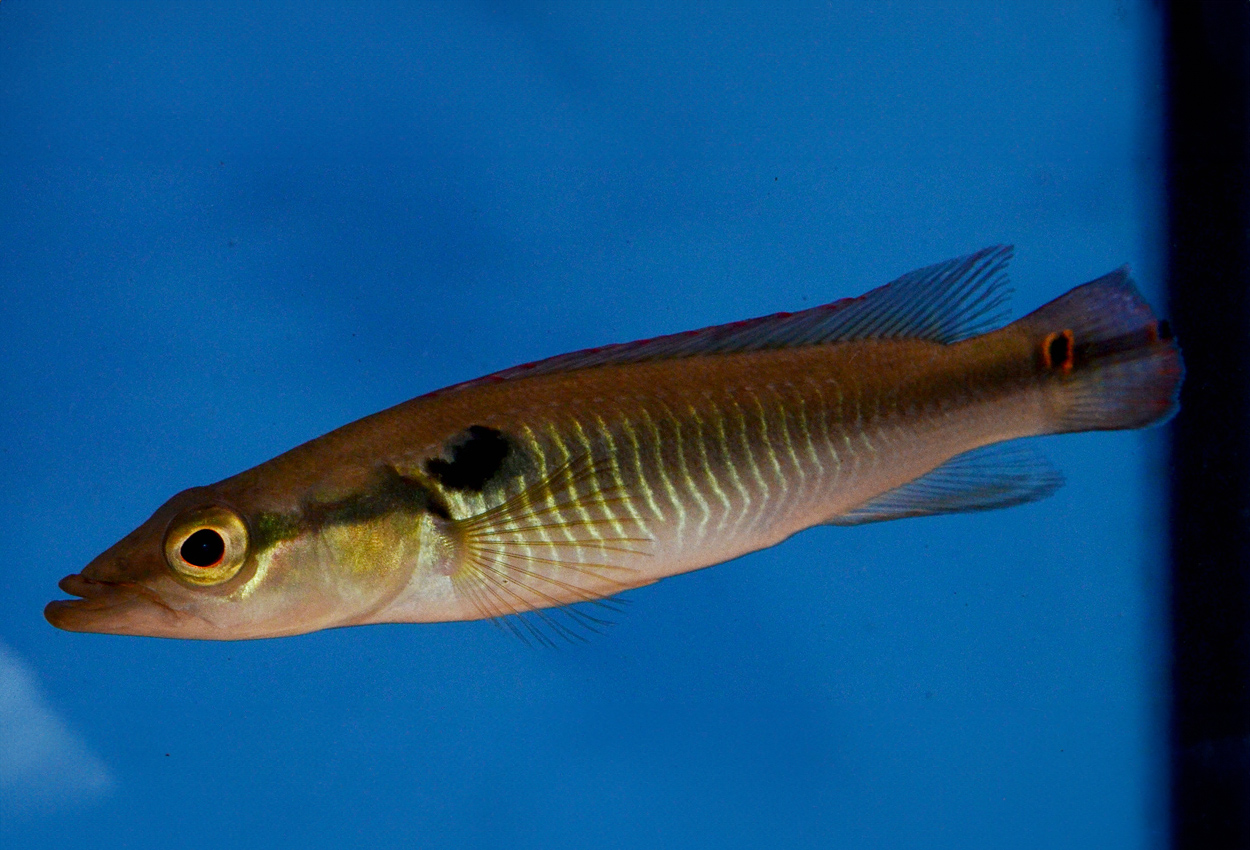 Anthurus gjeddeciklide