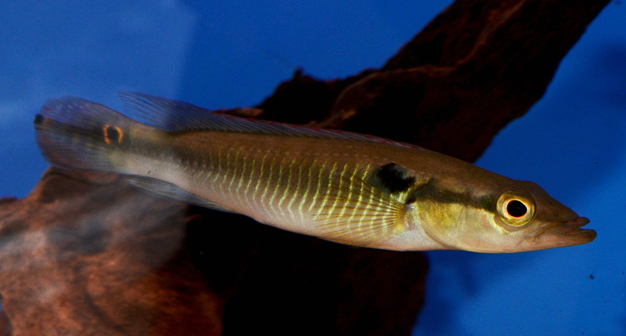 Crenicichla anthurus