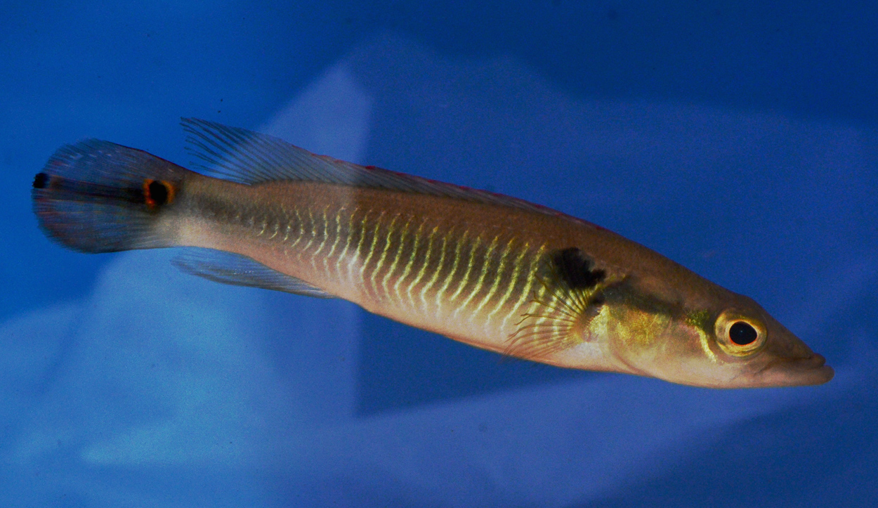 Crenicichla anthurus