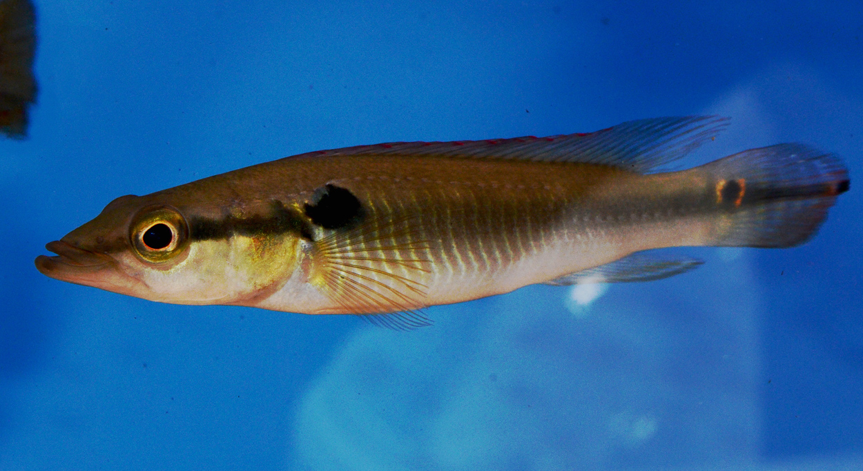 Crenicichla anthurus