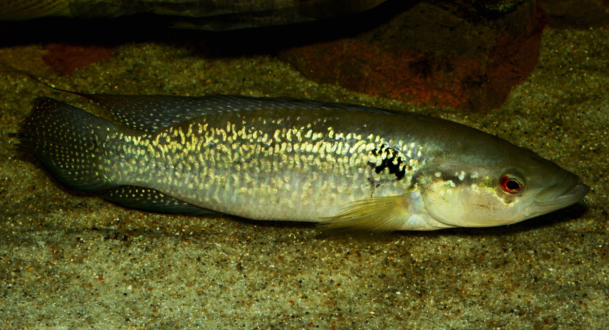 Crenicichla saxatilis