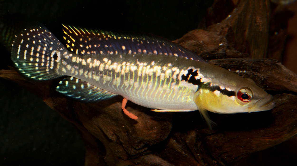 Crenicichla saxatilis