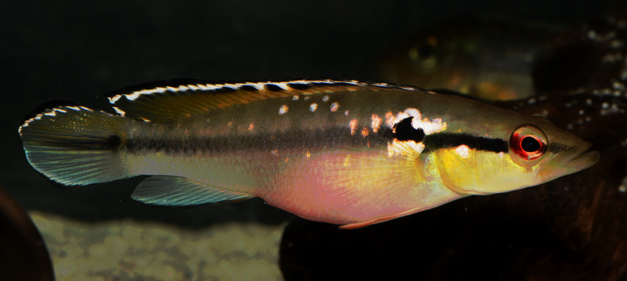 Crenicichla saxatilis