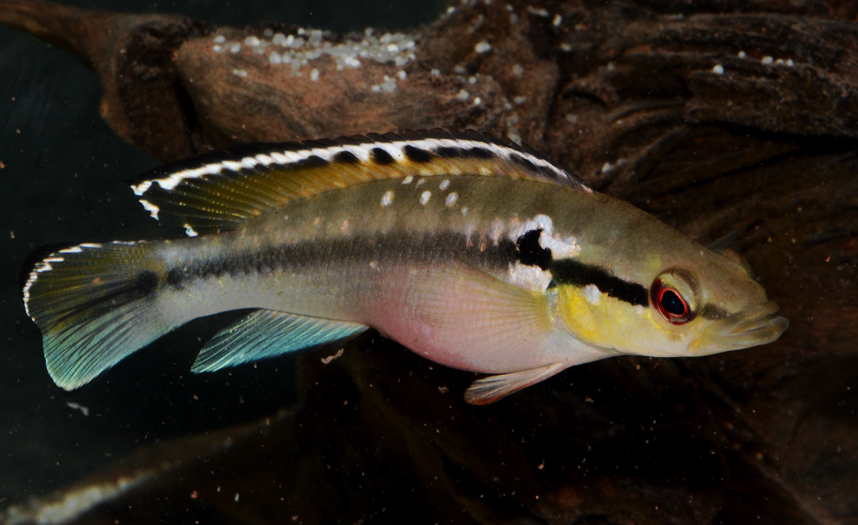 Crenicichla saxatilis