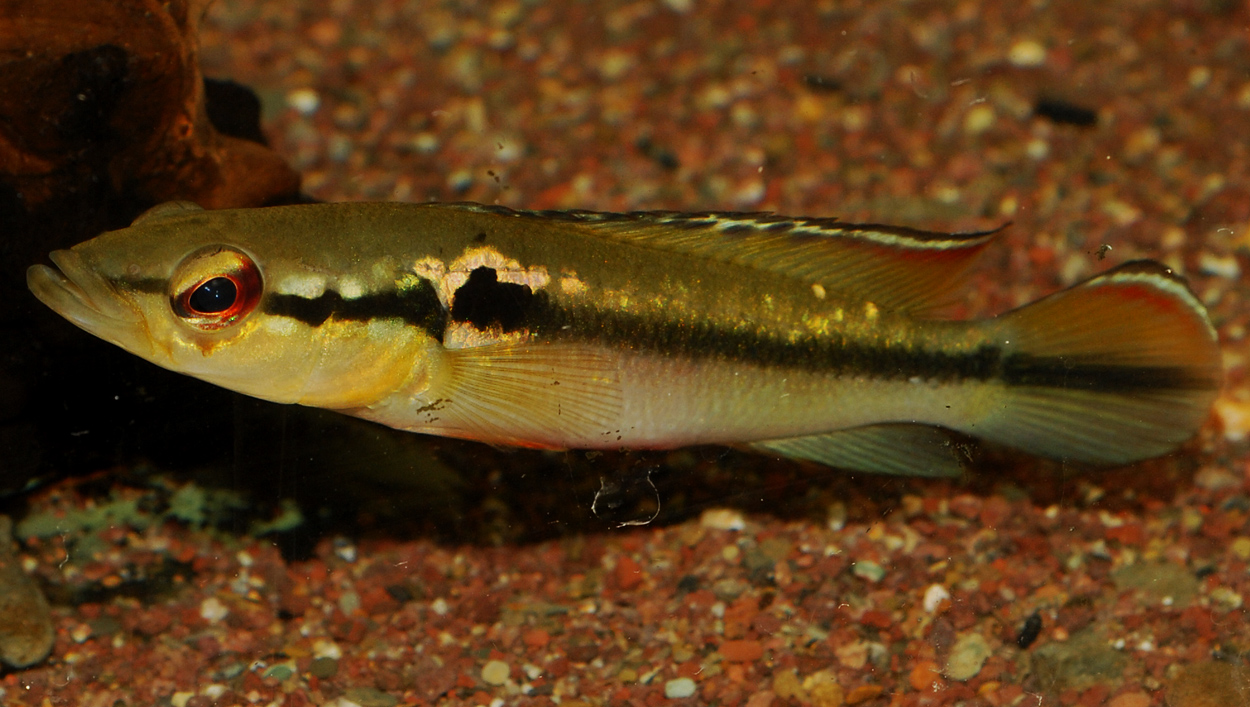 Crenicichla cf. saxatilis, Kaw