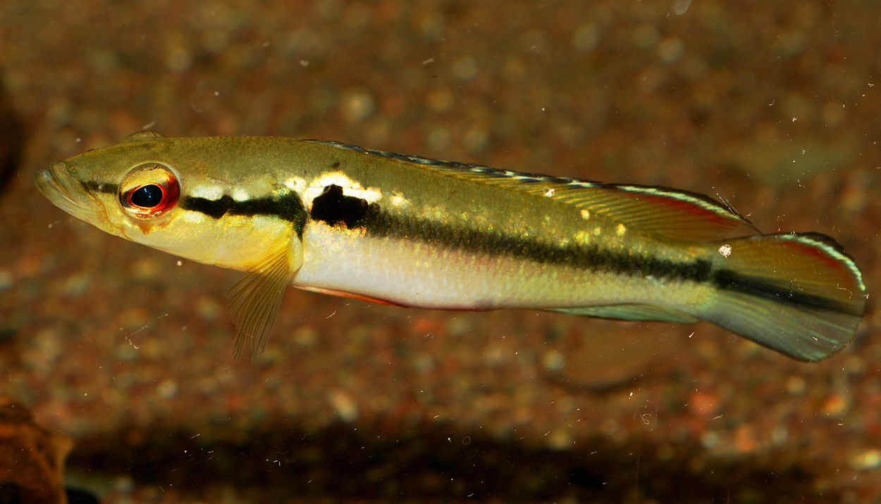 Crenicichla cf. saxatilis, Kaw