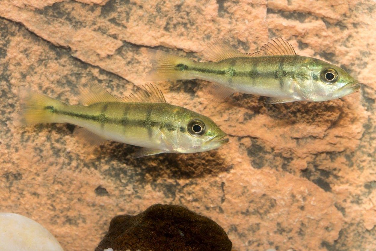 Cichla orinocensis