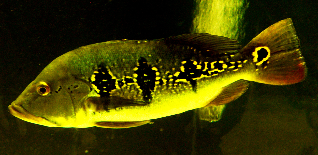 Cichla orinocensis