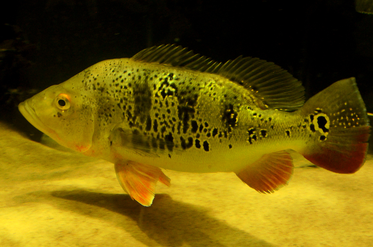 Cichla orinocensis