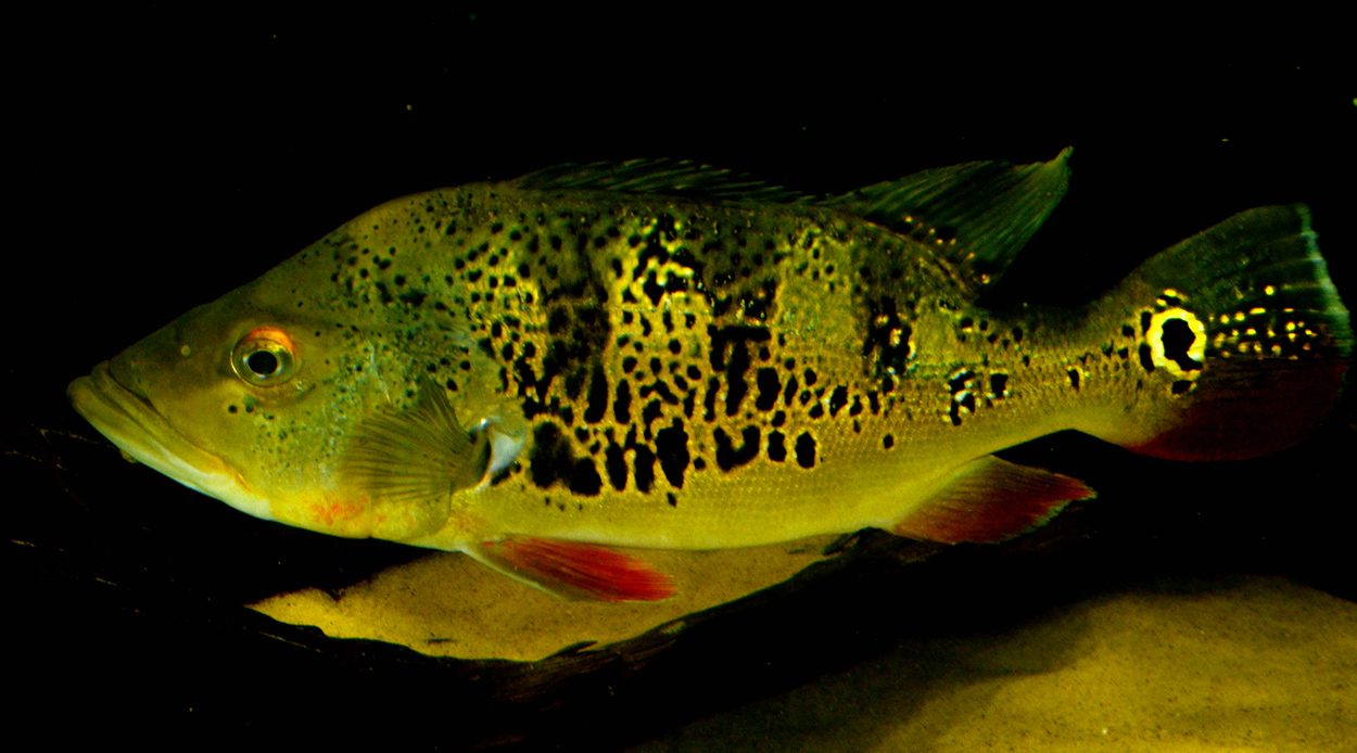 Cichla orinocensis
