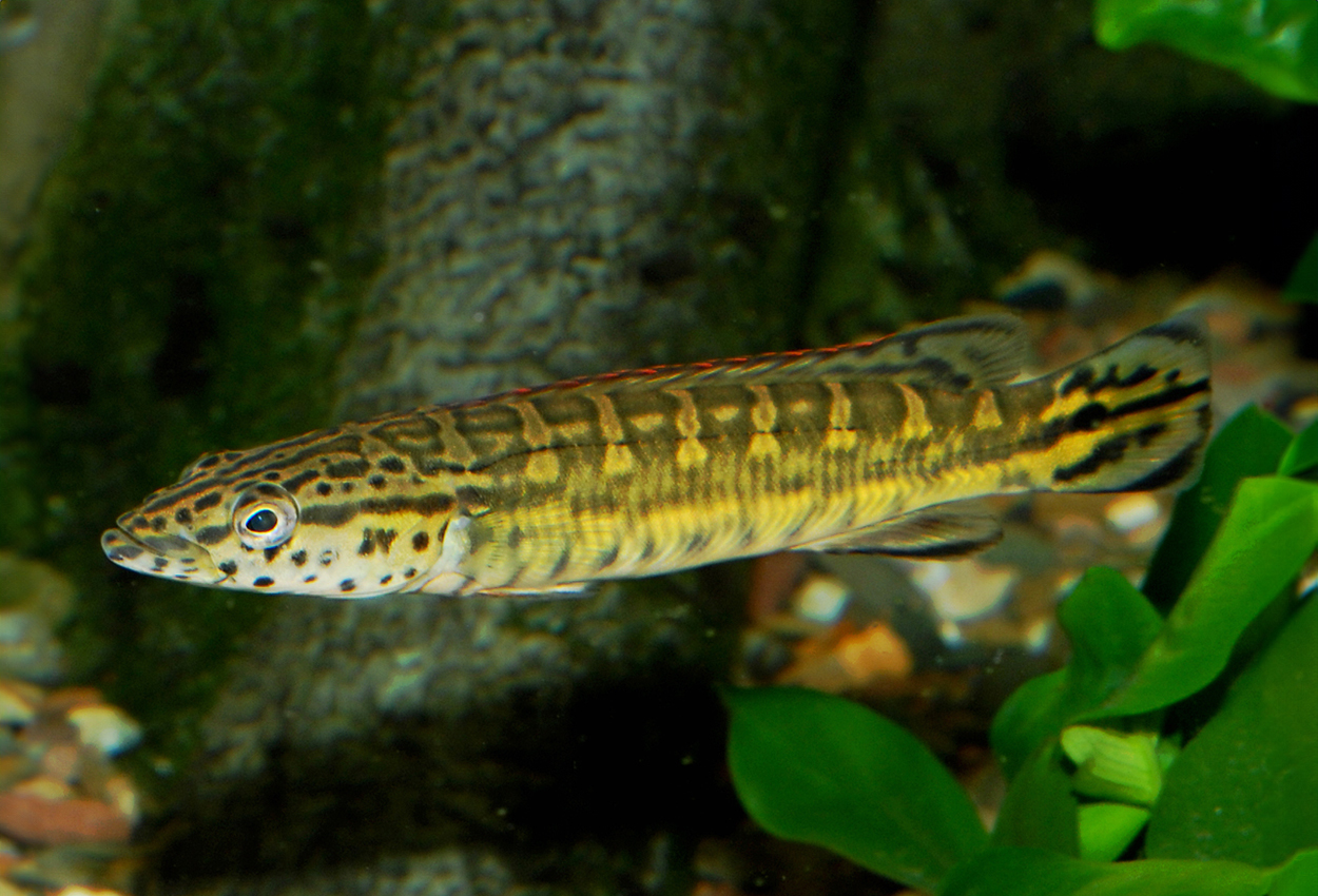 Rød Tapajos gjedde, Cobrapike