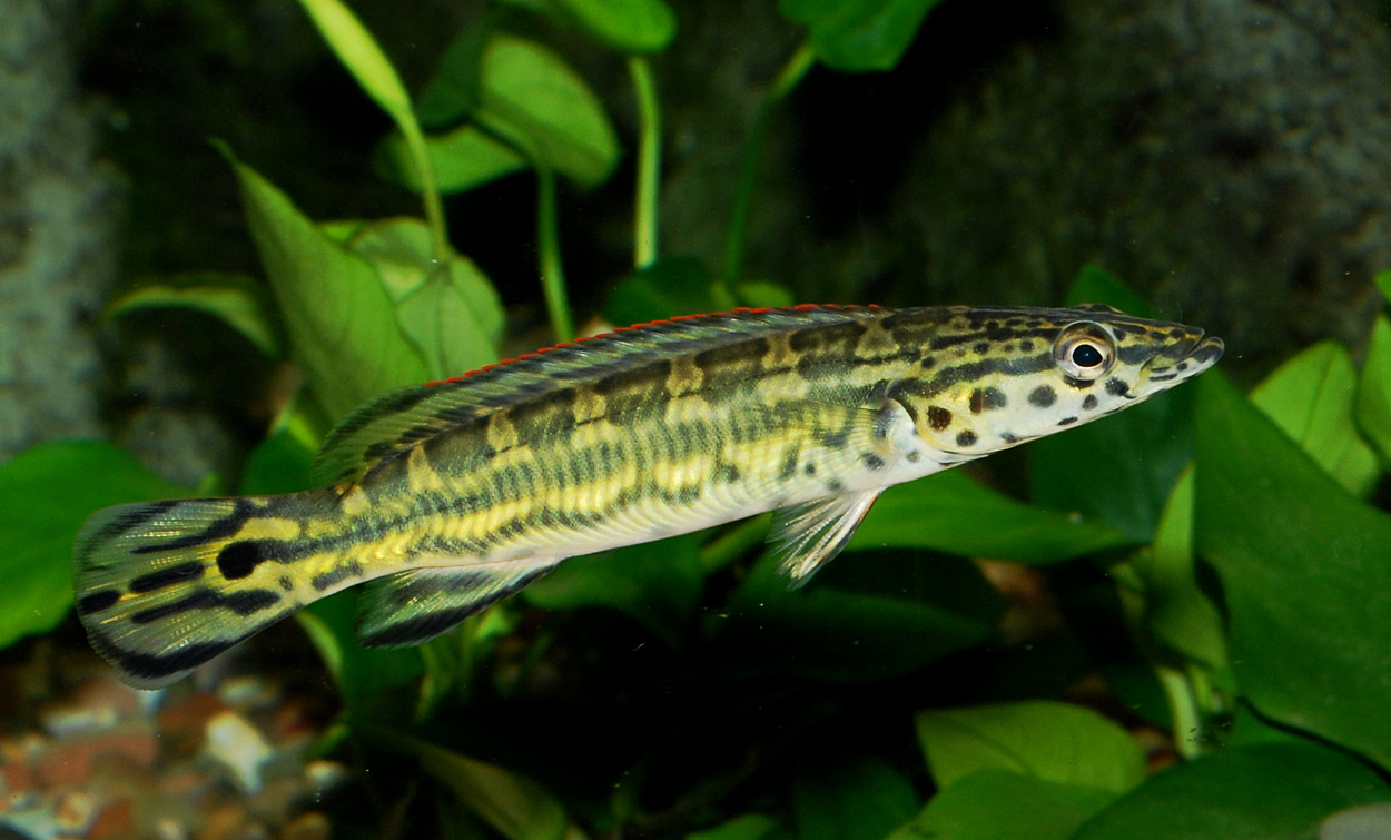 Crenicichla sp. 'Tapajos red'