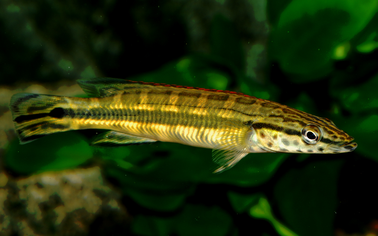 Crenicichla sp. 'Tapajos red'