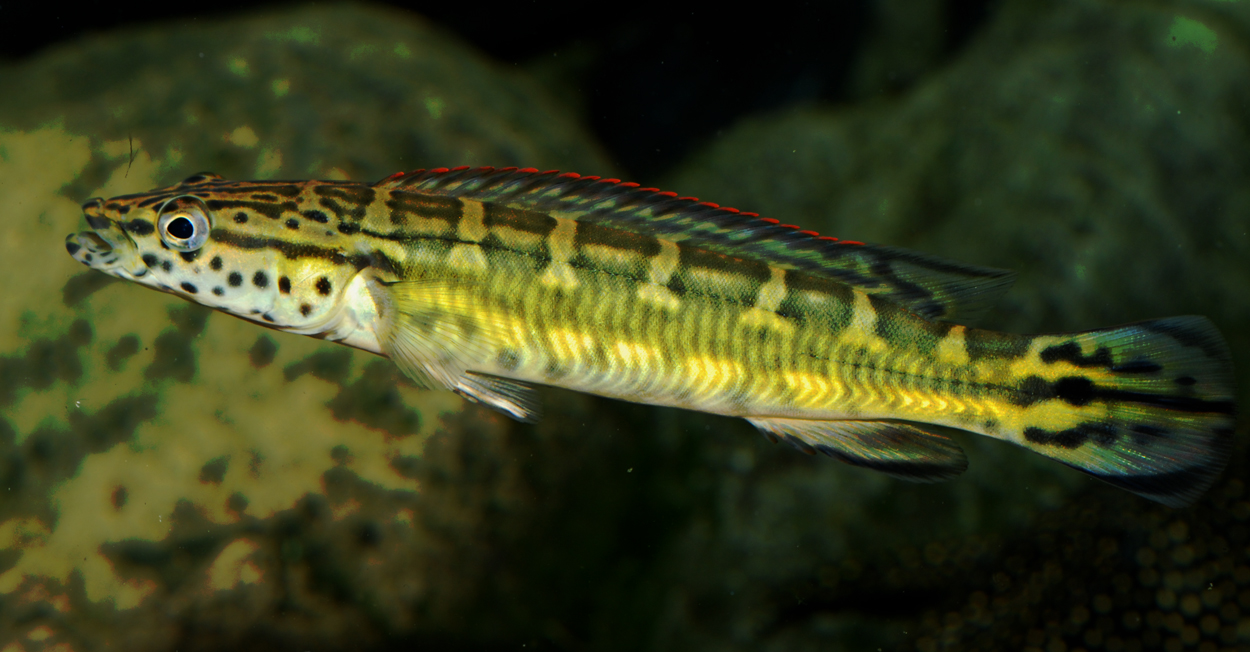 Crenicichla sp. 'Tapajos red'