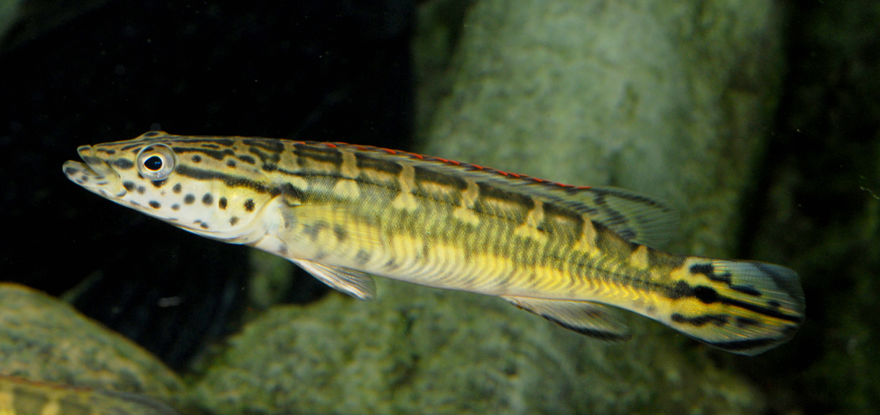 Crenicichla sp. 'Tapajos red'