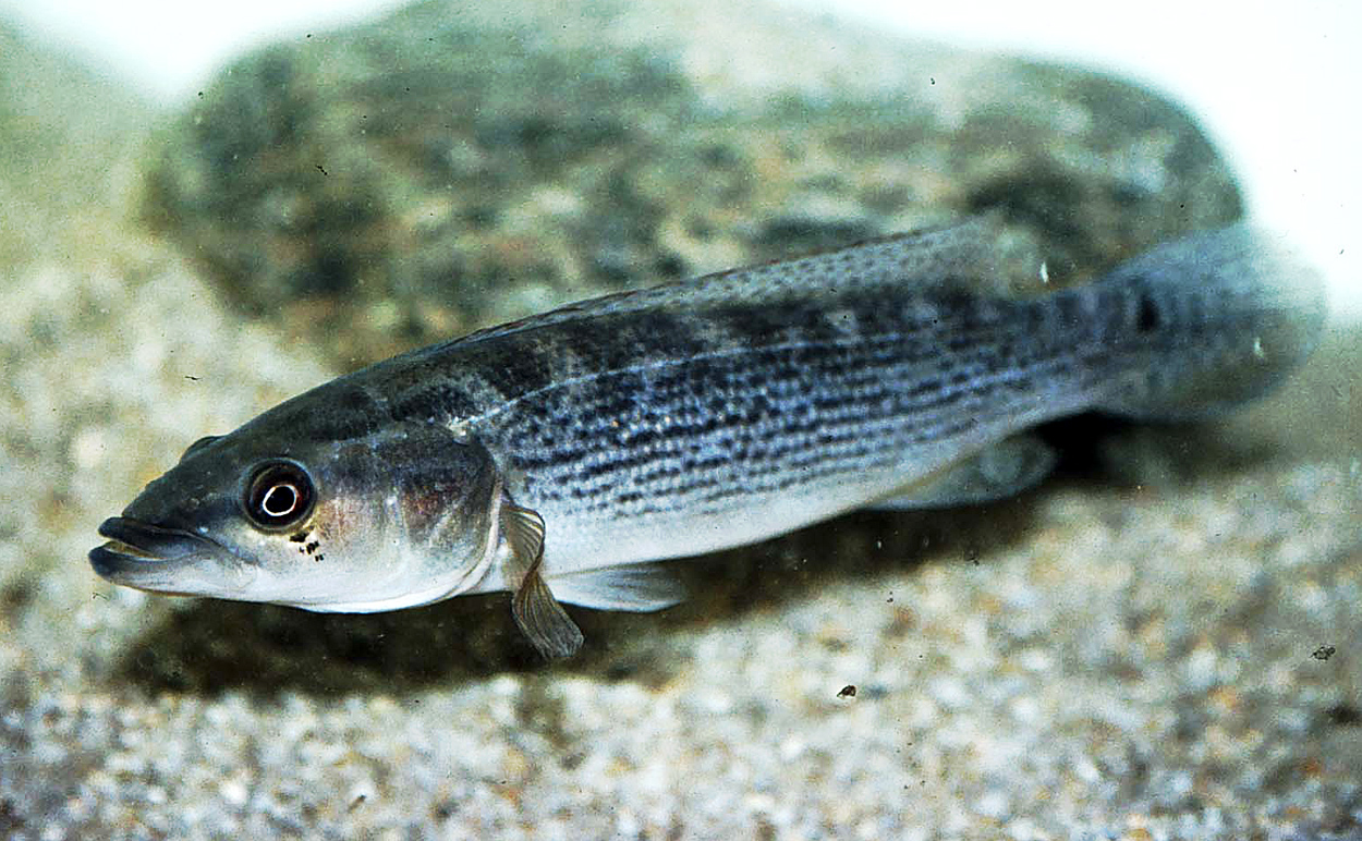 Crenicichla scotti