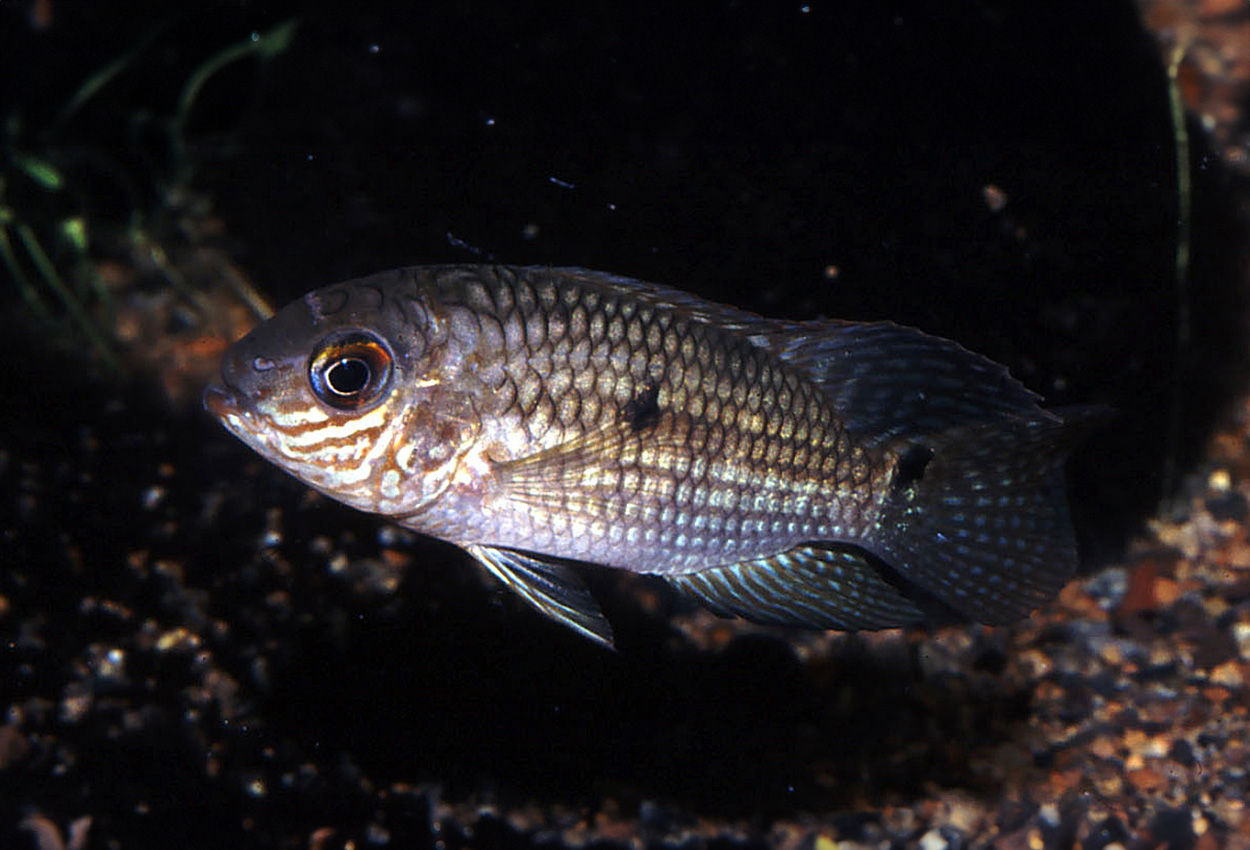 Aequidens epae