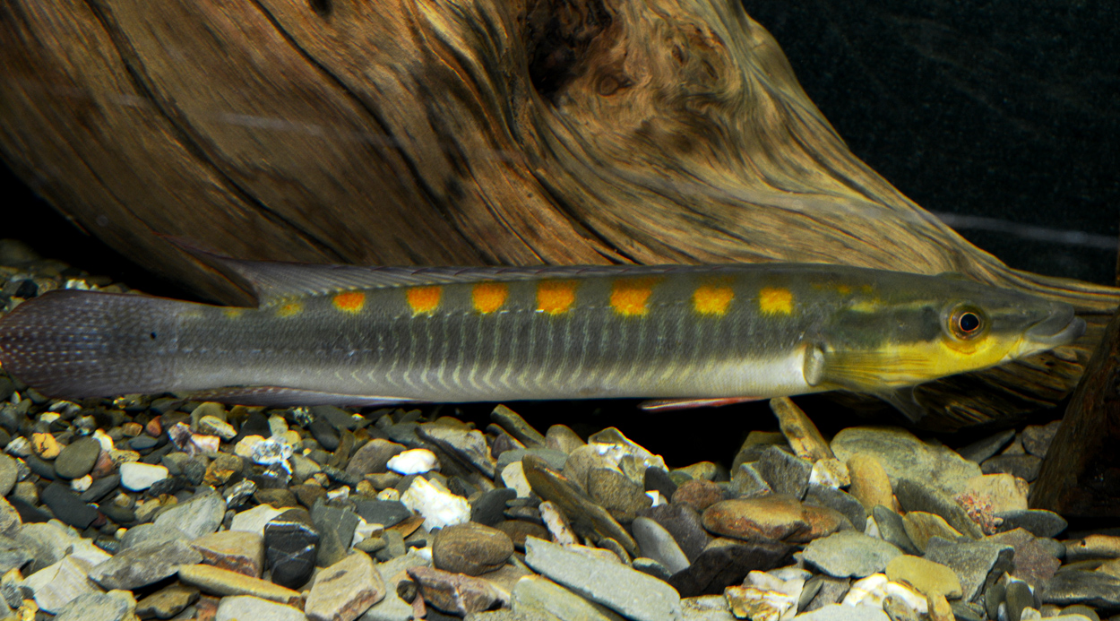 Crenicichla acutirostris