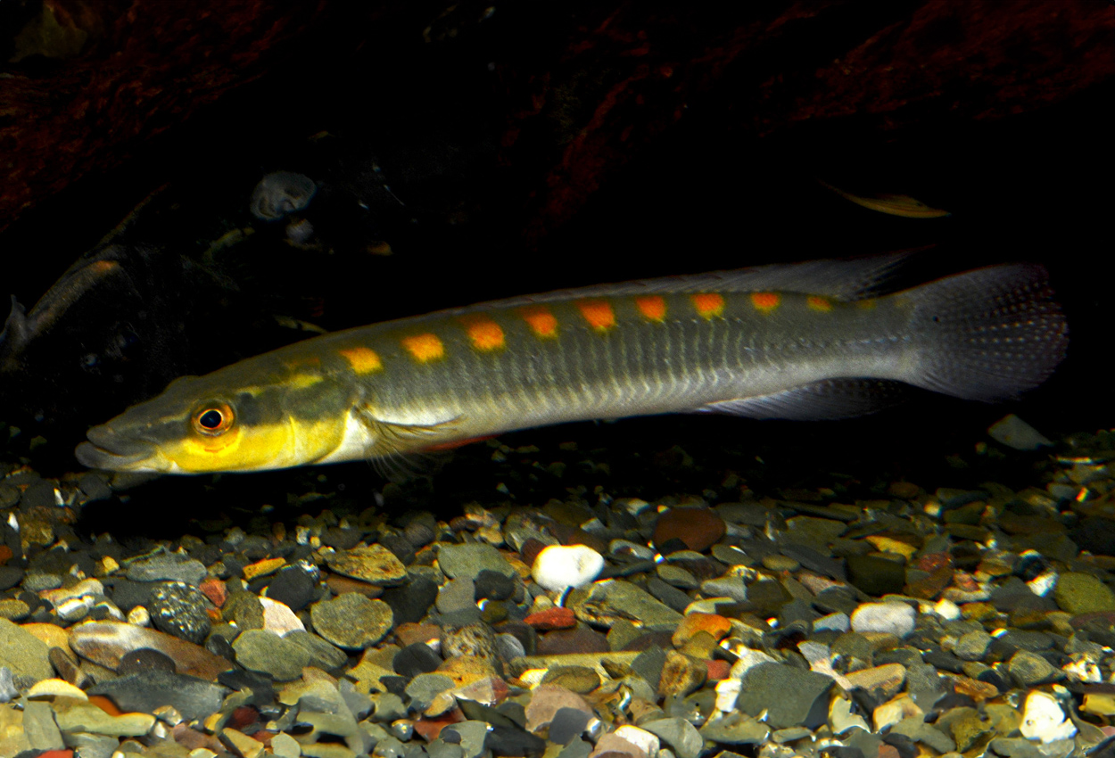 Acutis gjeddeciklide 