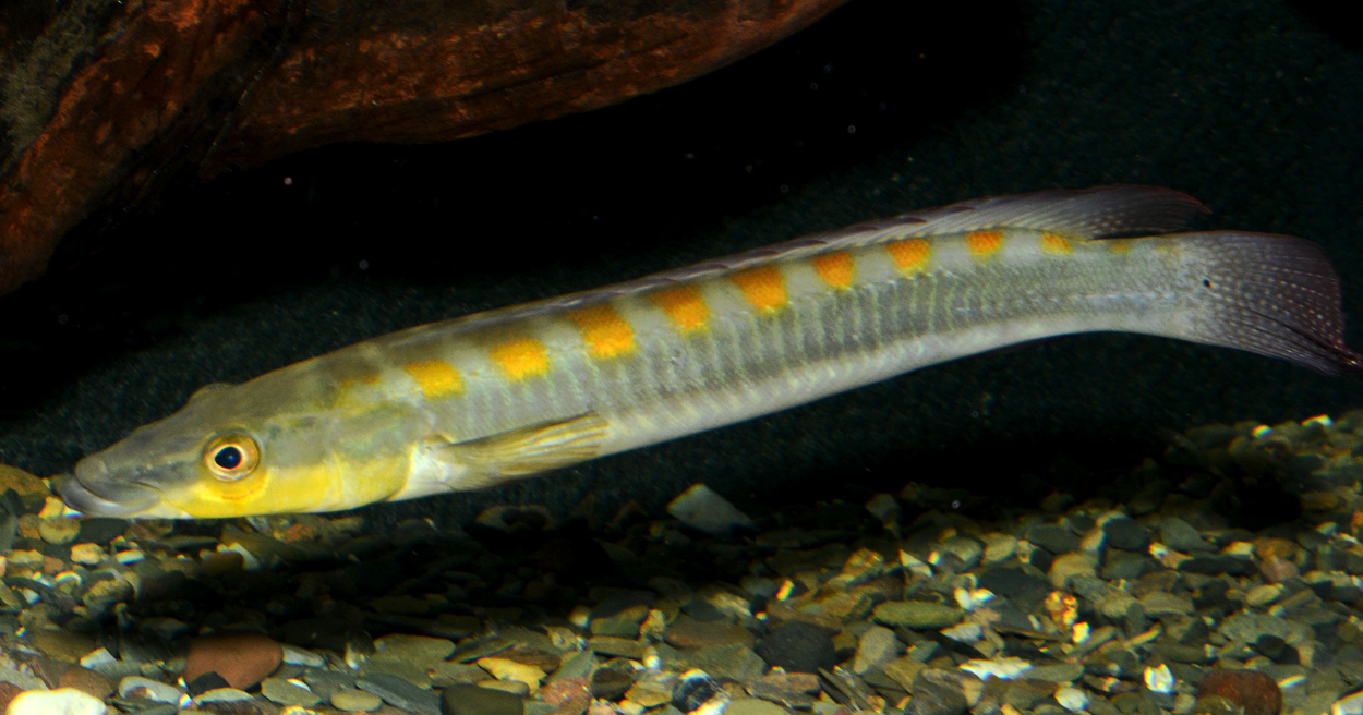 Crenicichla acutirostris