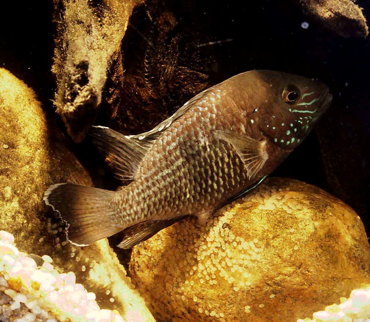 Andinoacara stalsbergi