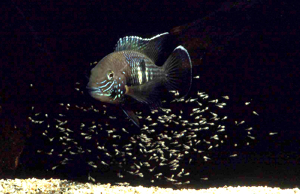 Andinoacara stalsbergi