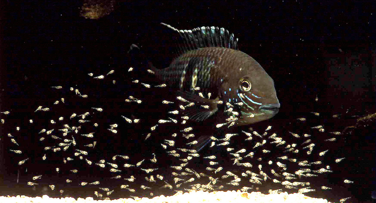 Andinoacara stalsbergi