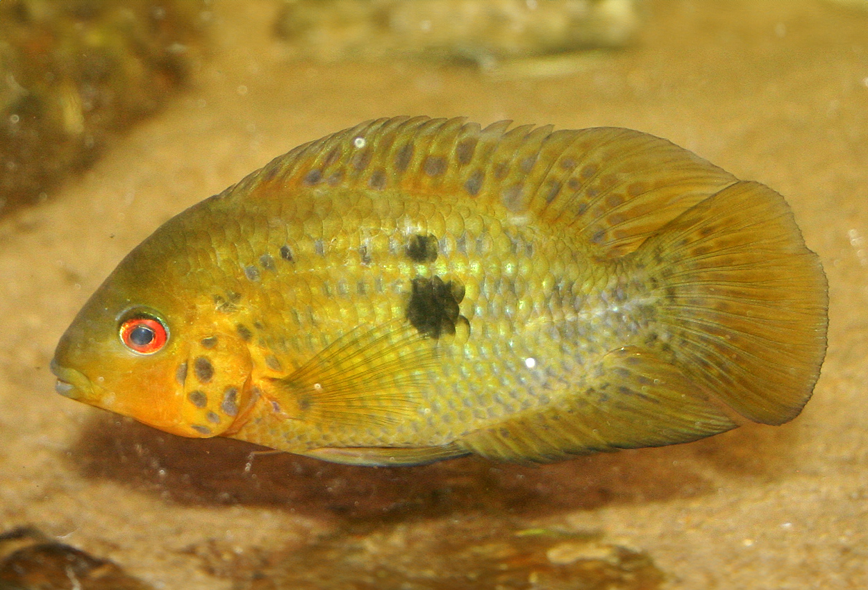 Australoheros scitulus