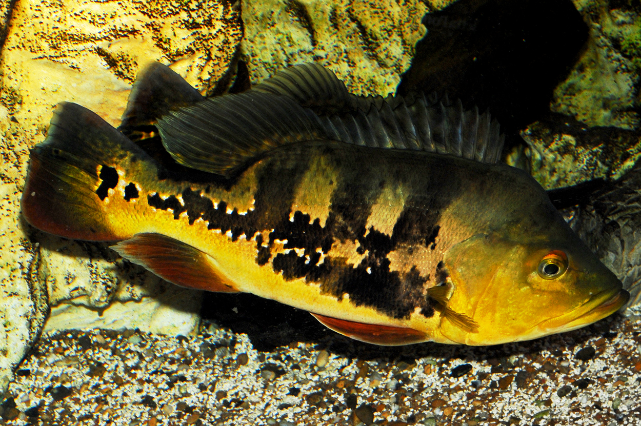 Cichla temensis
