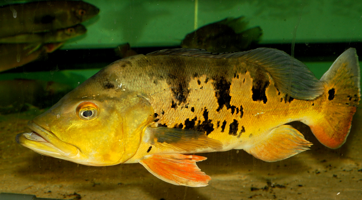 Cichla temensis