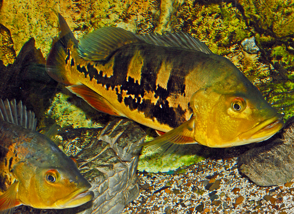 Cichla temensis