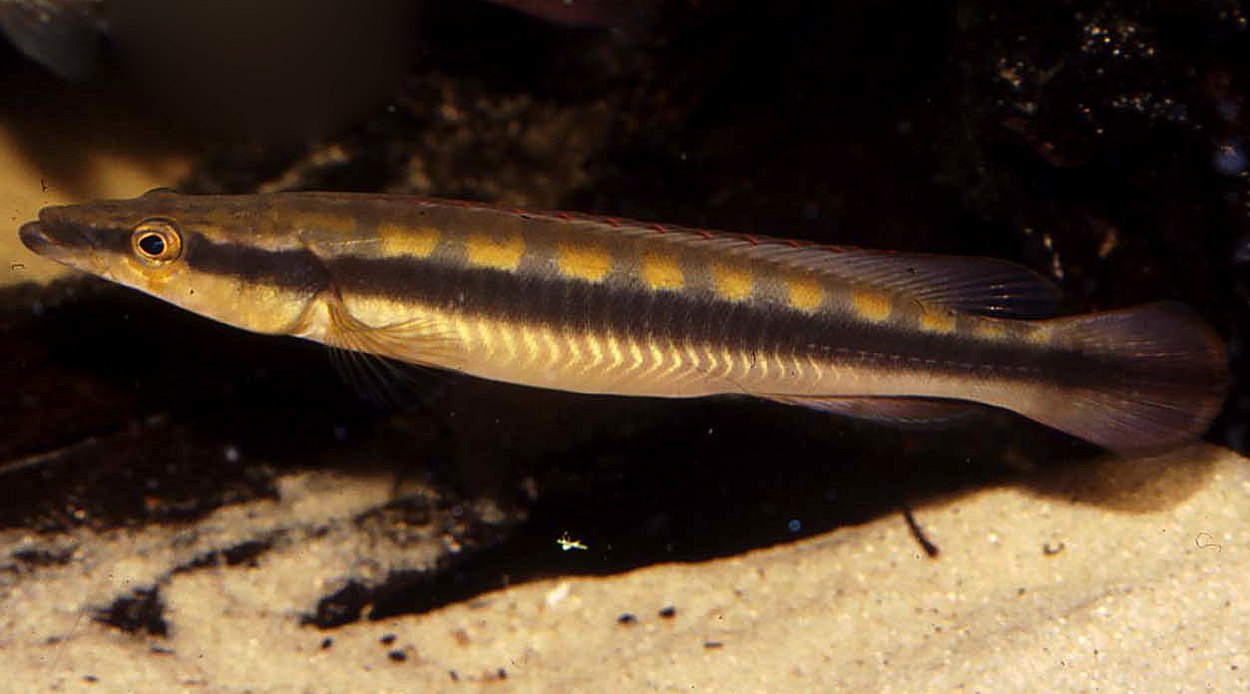 Crenicichla acutirostris