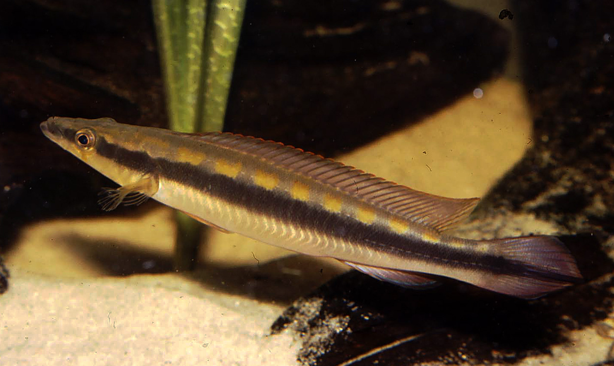 Crenicichla acutirostris