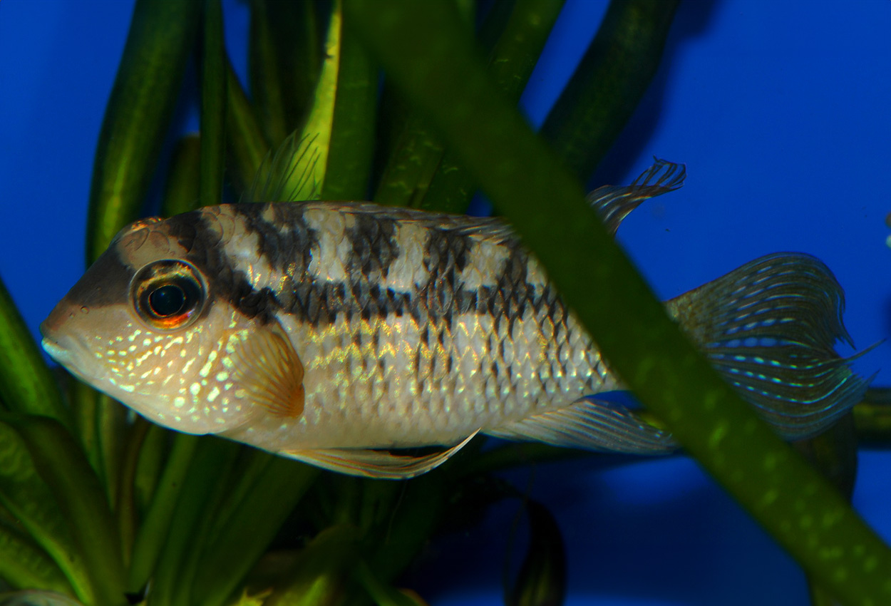Bujurquina syspilus