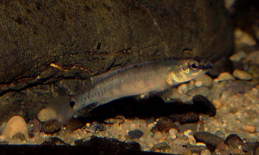 Crenicichla heckeli