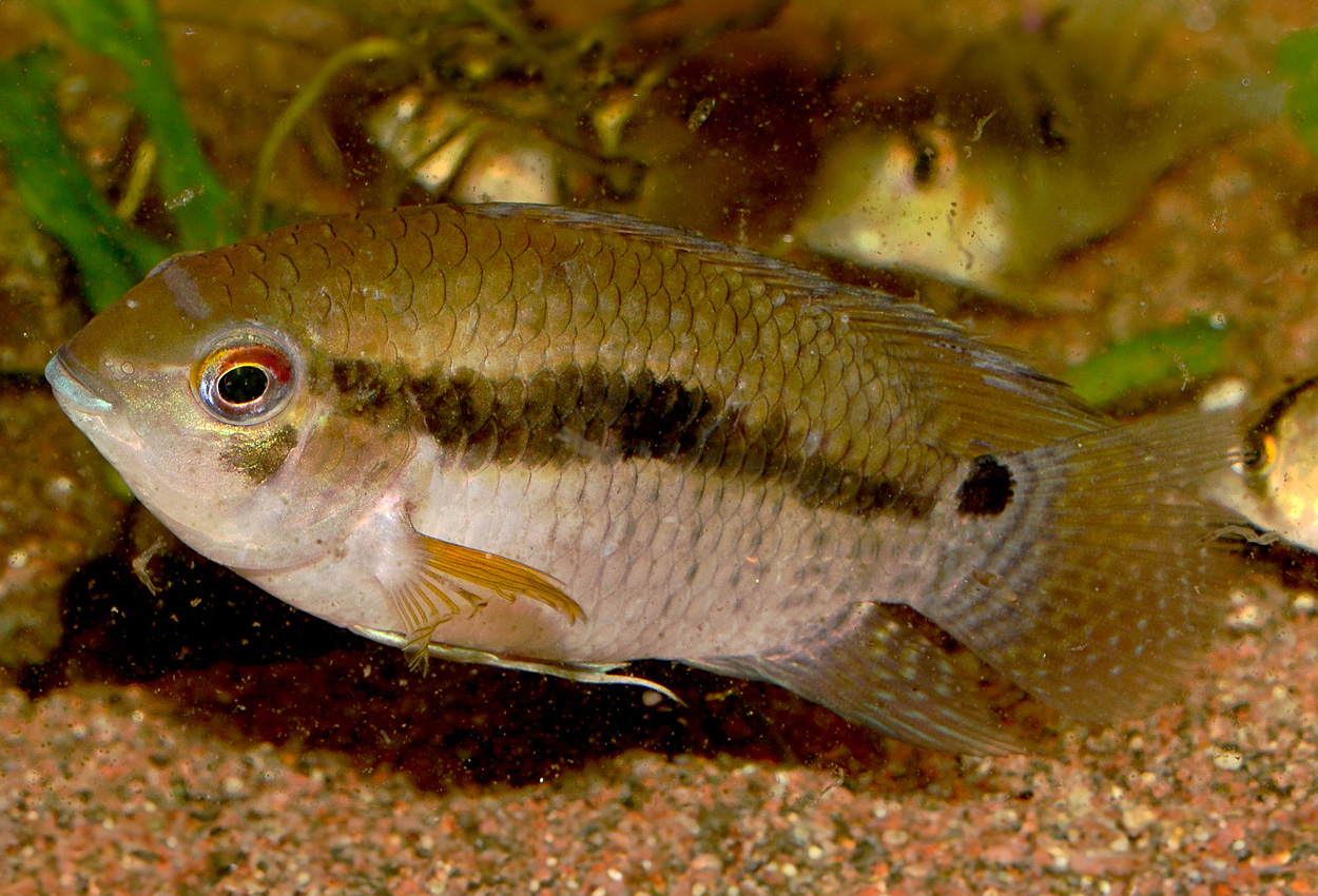 Cichlasoma amazonarum