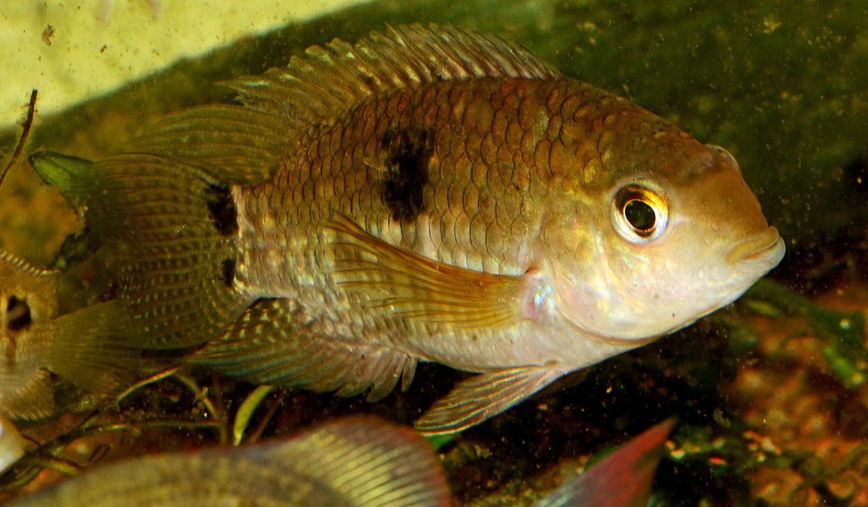 Cichlasoma amazonarum