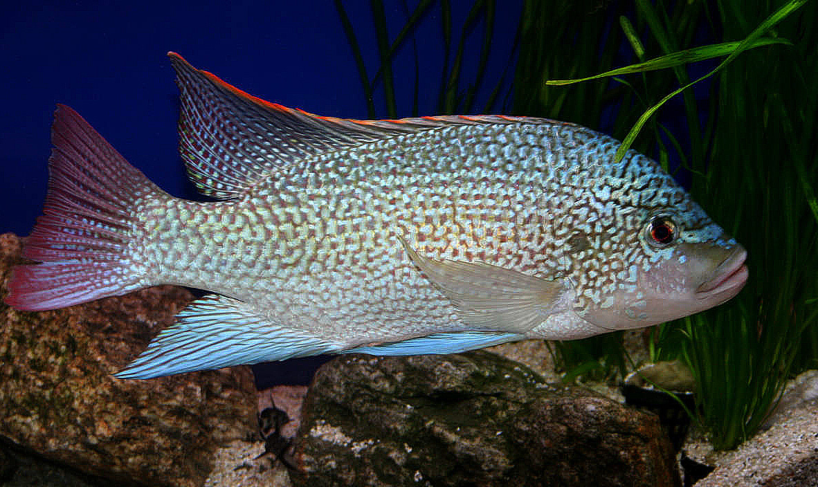 Oreochromis tanganicae